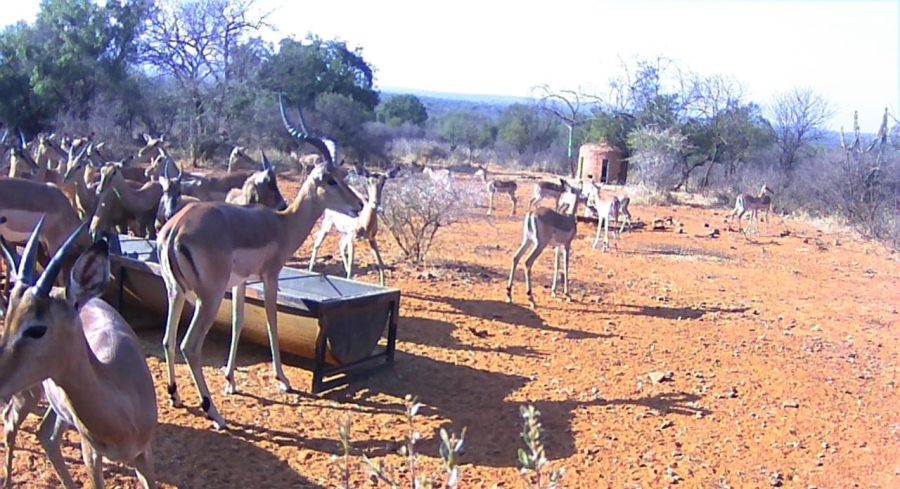 17 Bedroom Property for Sale in Koster North West